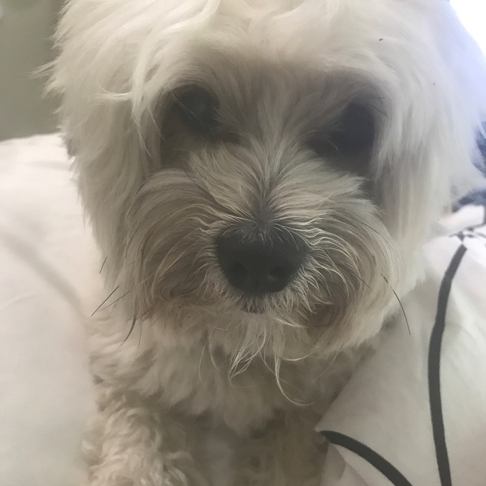 Meet your Posher, Heidi